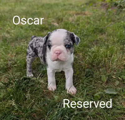 All Puppies Reserved Purebred BostonTerrier Silver Merle Puppies, View more