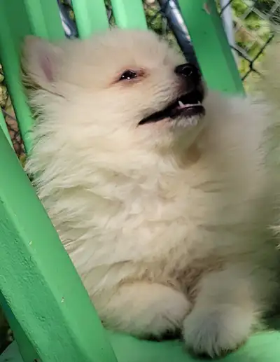 Beautiful Pomeranians looking for Loving Homes, View more