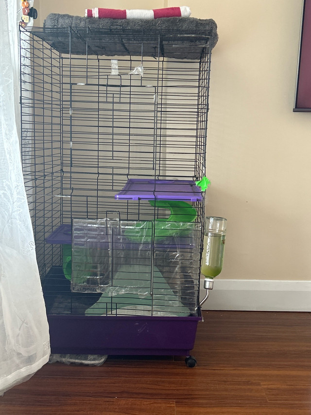moving must go …asap She comes with everything..obo in Small Animals for Rehoming in Mississauga / Peel Region - Image 4