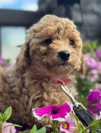 ♥Bichon X Toy Poodle.  Ready to go. Only 2 girls and 1 boy left, View more
