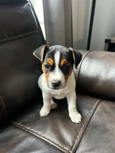 Jack Russell Puppies, View more