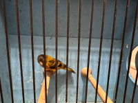 First x Siskins for sale