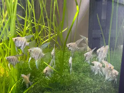 Angelfish rehoming, View more