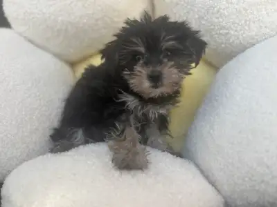 Yorkshire Terrier Puppies, View more