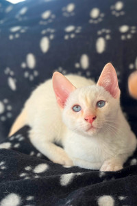 Flame point Siamese kitten for Sale