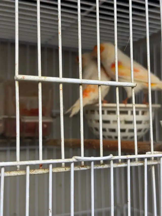 canaries in Other in City of Toronto - Image 5