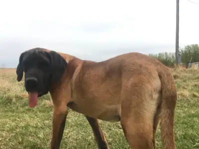 English mastiff puppies ready to go!!, View more
