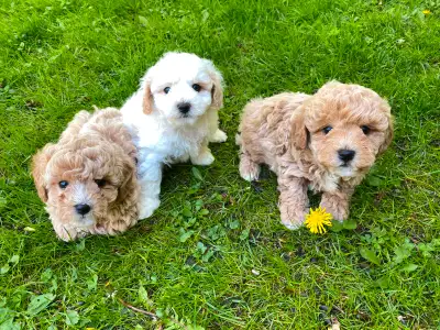 We have 5 adorable teddy-bear Bichonpoo puppies available. There is only 1 female in the litter and...
