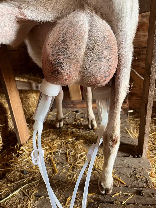Dairy cross doelings in Livestock in Vanderhoof - Image 6