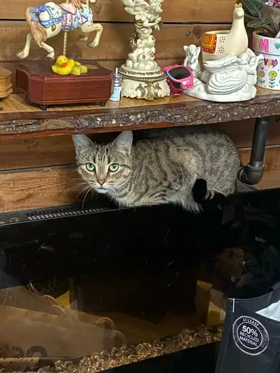 Stray momma and baby needing home please , View more