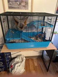 Urgent 2 rats nu femelle de trois mois avec une cage