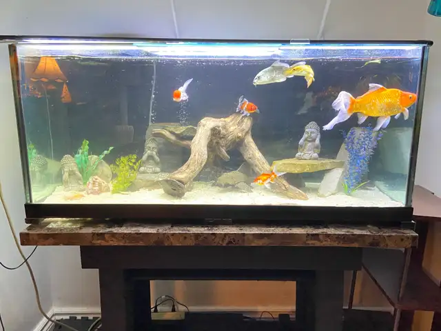 75 GALLON AQUARIUM FISH TANK $1100 - Pickering in Accessories in City of Toronto - Image 8