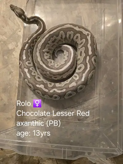 These animals need to be rehomed ASAP We are located in Grande Prairie, but able to deliver within r...