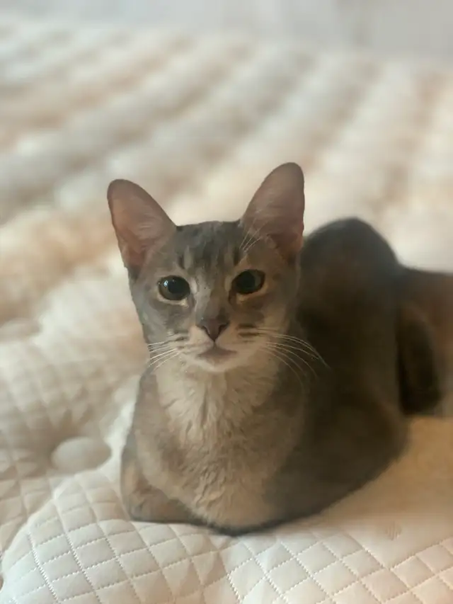 ABYSSIN KITTENS / CHATON ABYSSIN