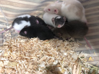 Ready Now! Female rat babies! 