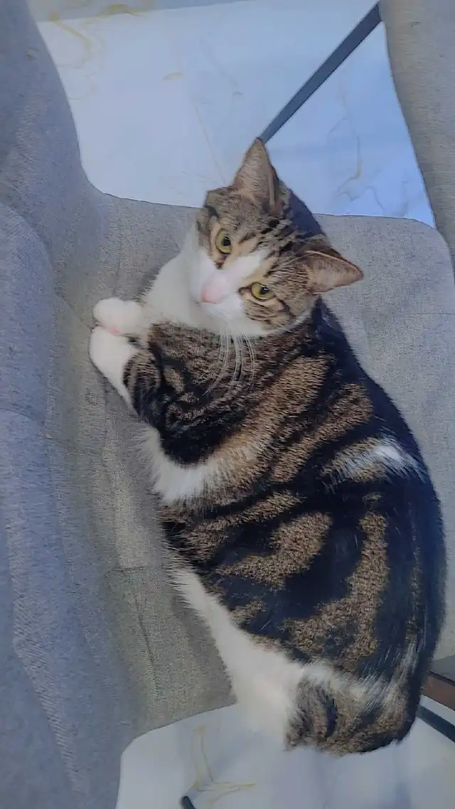 cats name female Momo male aapa