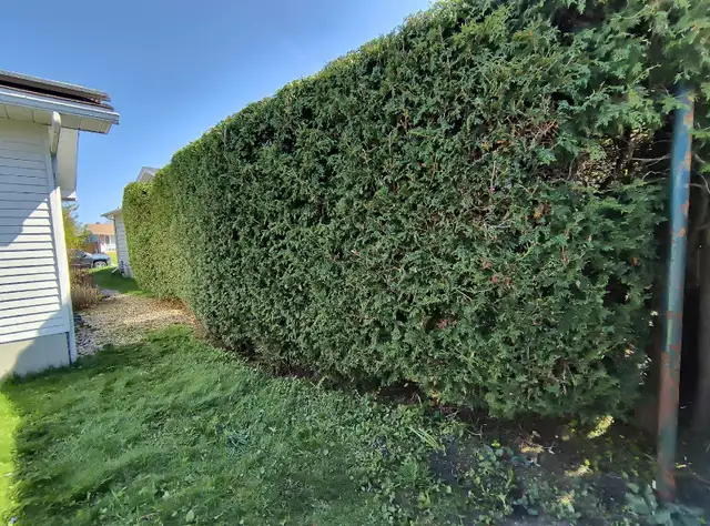 Precision Hedge and Landscaping Inc62863718888834124