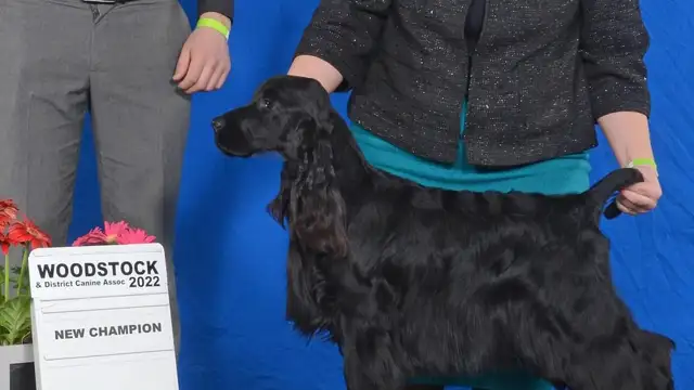 cocker spaniel  (English) ckc registred puppy black male in Dogs & Puppies for Rehoming in Ottawa - Image 9
