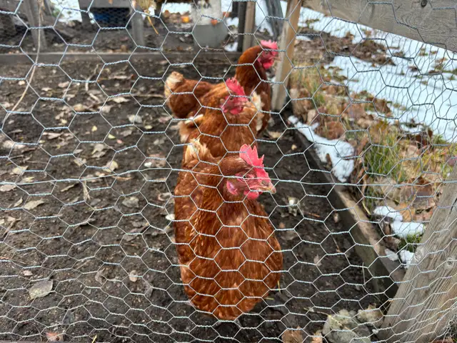 3 laying hens | Livestock | Calgary | Free local classifieds - Kijiji