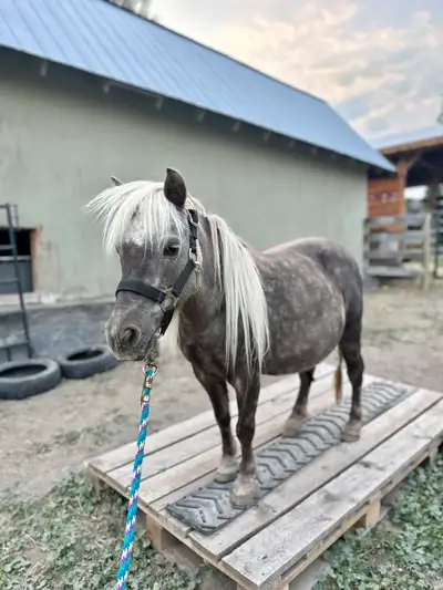 Mini Mare, View more