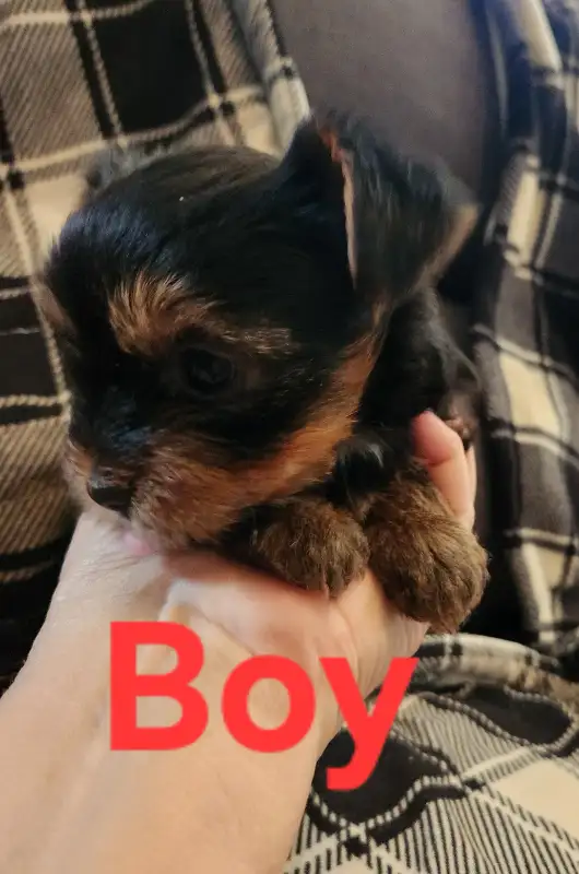 YORKIE PUPS ...Ready to go. Vet checked,  1st shots and dewormed in Dogs & Puppies for Rehoming in Markham / York Region - Image 6