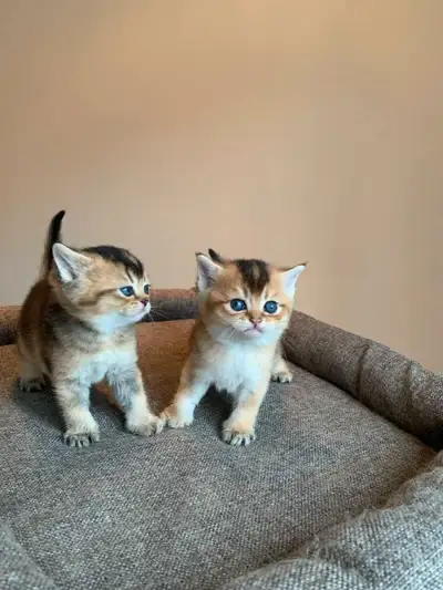 Adorables mâles de la race Scottish straight sont disponibles pour la réservation Ces chatons ont un...