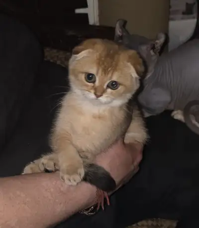 I have two female kittens with folded ears, kittens are tica registered with parents on site. Kitten...