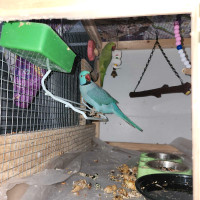 Indian ringneck parrot pairs 