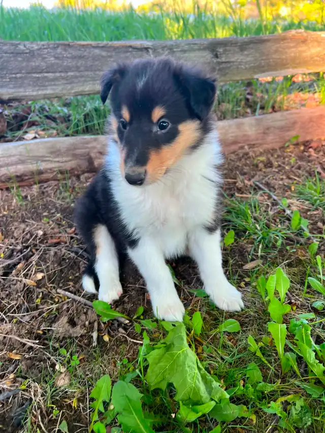 Rough Collie puppies in Dogs & Puppies for Rehoming in Barrie - Image 3