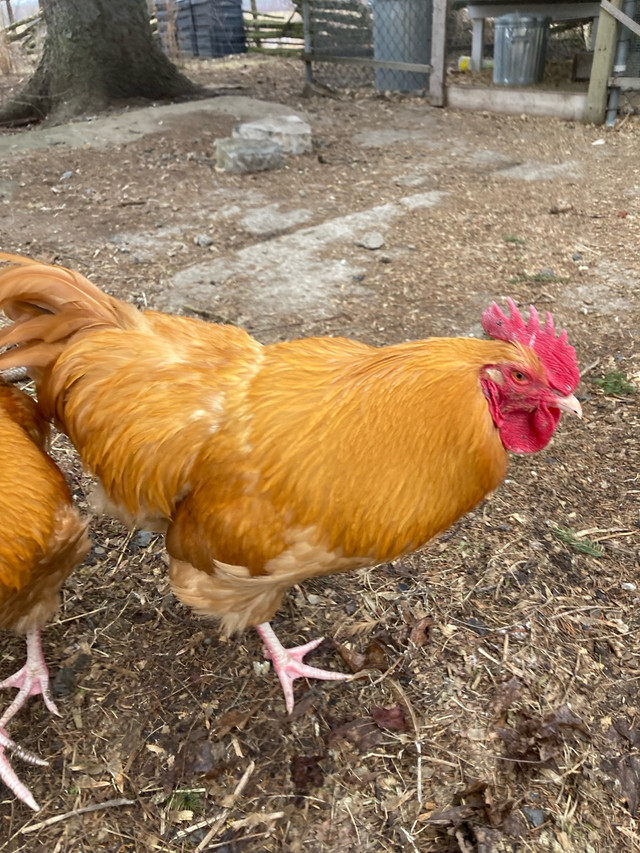 Buff Orpington Roosters needing new home in Free Stuff in Napanee