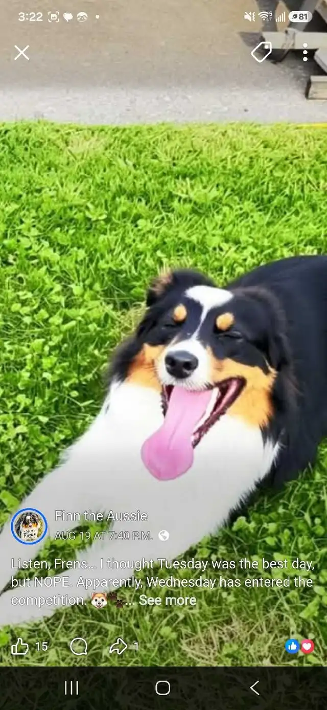 wanted experience with a australian shepherd 