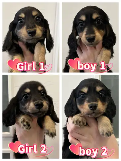 Purebred Long-Haired Rabbit Dachshund Puppies Available , View more