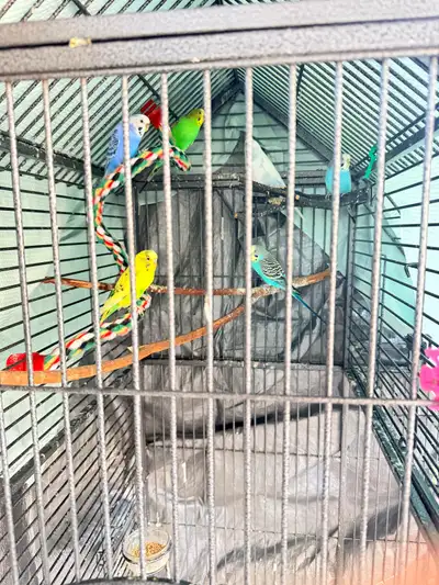 Budgie Bird Cage, View more