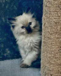 Beautiful Hypoallergenic Balinese Babies Available 