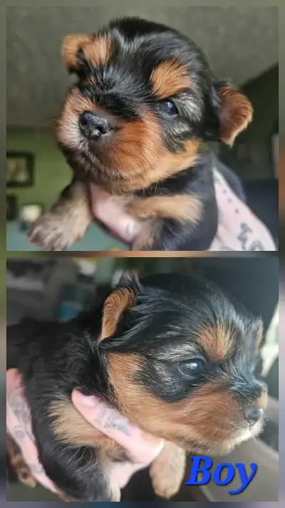 Yorkie Puppy, View more