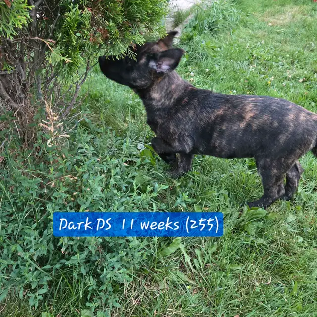 Dutch Shepherd Berger Hollandais Registered in Dogs & Puppies for Rehoming in Laval / North Shore - Image 9