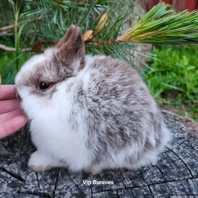 EXTRAORDINARY Netherland dwarf, mini rex, Holland lop baby bunny, View more