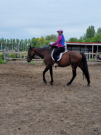 Standardbred Mare