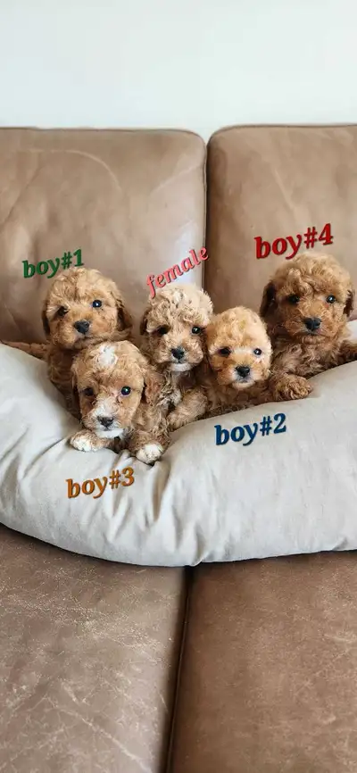 Red toy poodle , View more
