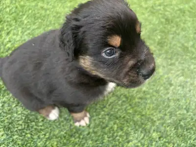 Purebred Australian Shepherd puppy - ready for new home, View more