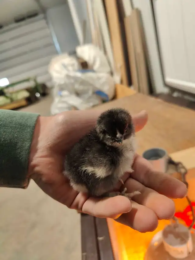 French blue copper maran chicks  in Livestock in Red Deer - Image 4