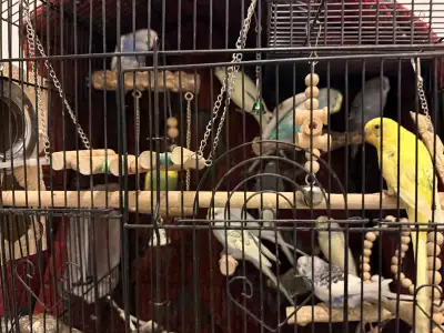 Budgies looking for new home, View more