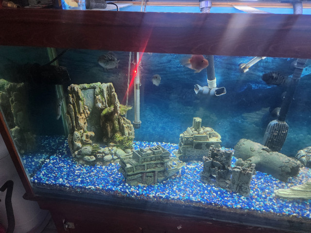 150 gallon aquarium in Fish for Rehoming in Dartmouth - Image 2