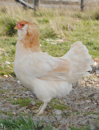 Mothers Day Special. Chicks delivery May 11 Marans Ameraucana ++