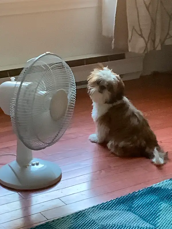 SMALL/MED PET DOG SITTER $35 day/night in Animal & Pet Services in Saint John - Image 5
