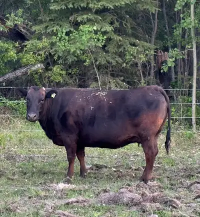 Full Blood Registerable Black Wagyu Embryos, View more