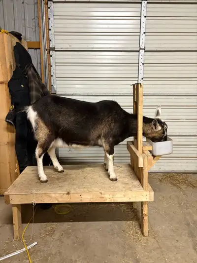 Saanen Goat in Milk, View more