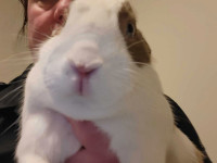 Bunny looking for a good home