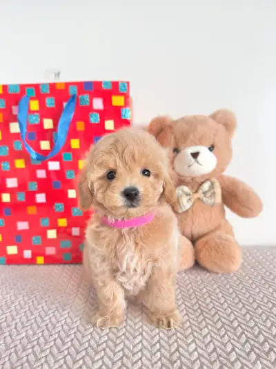Bichon Frise With Toy Poodle Looking For Her Forever Home, View more