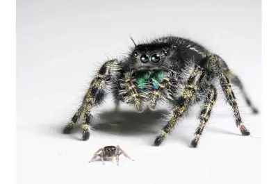 Baby Bold Jumping Spiders!!, View more